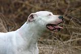 DOGUE ARGENTIN 469
